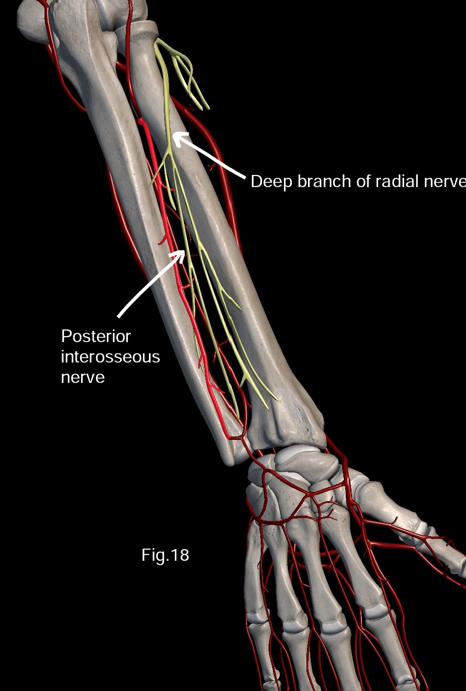 Anterior Interosseous Artery