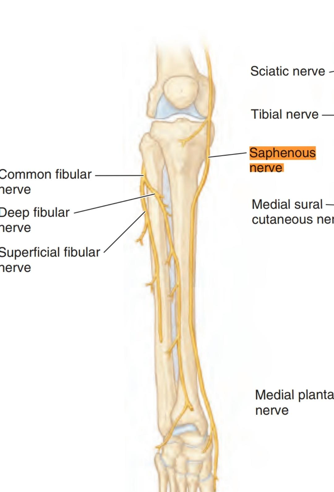 Saphenous Nerve 4064