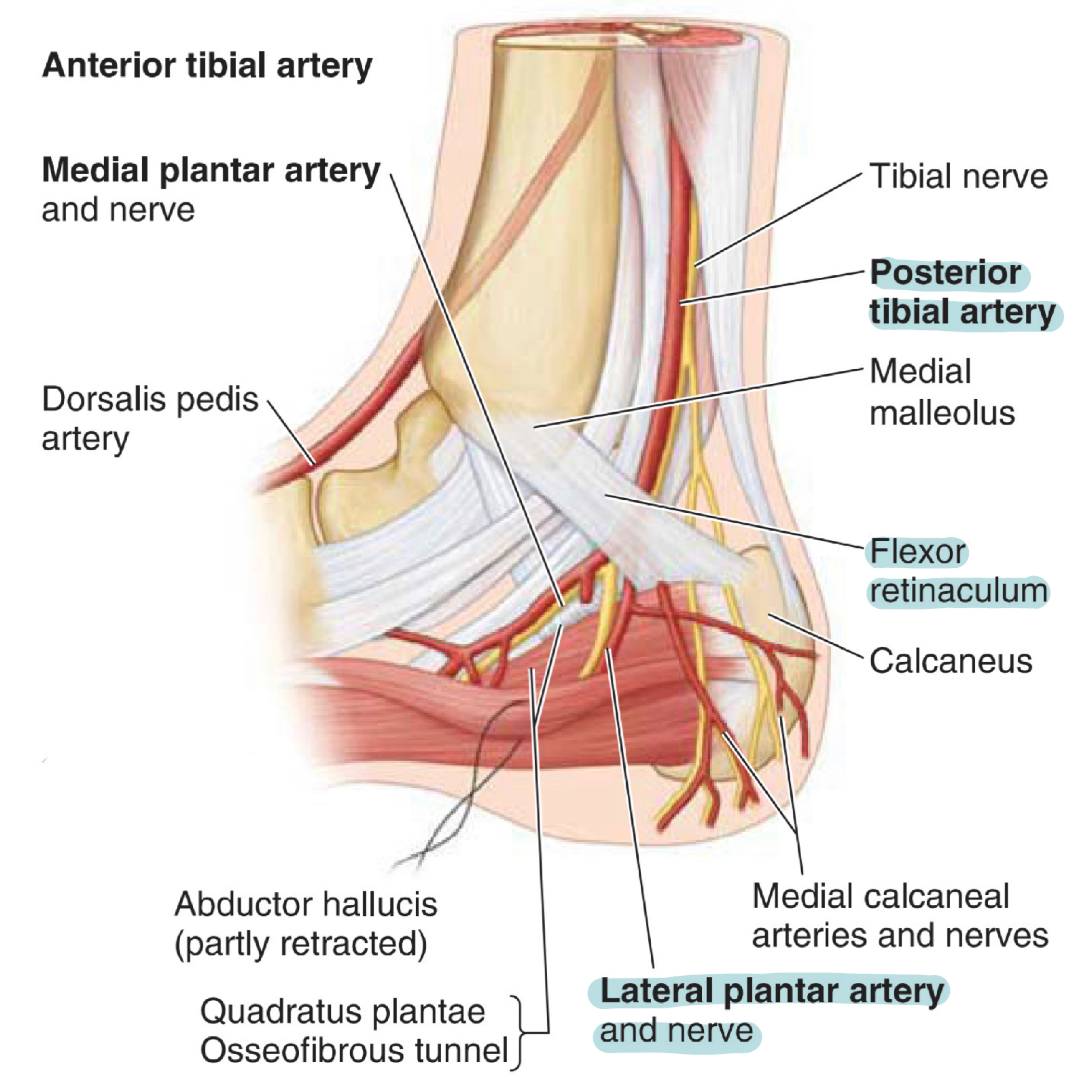 Lateral plantar artery