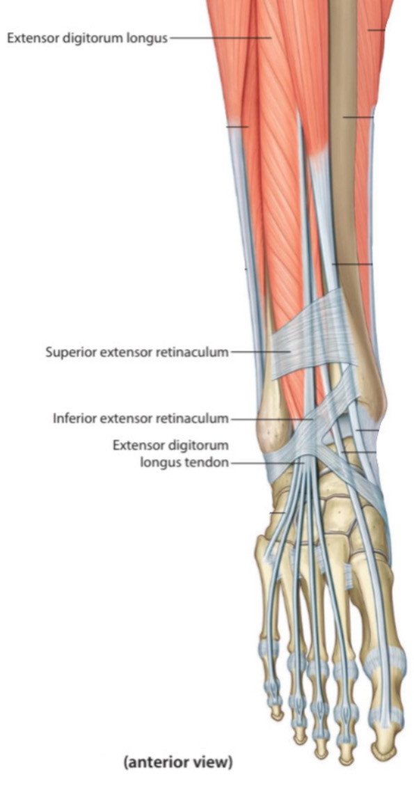 THE STRUCTURES THAT PASS BENEATH THE EXTENSOR RETINACULUM