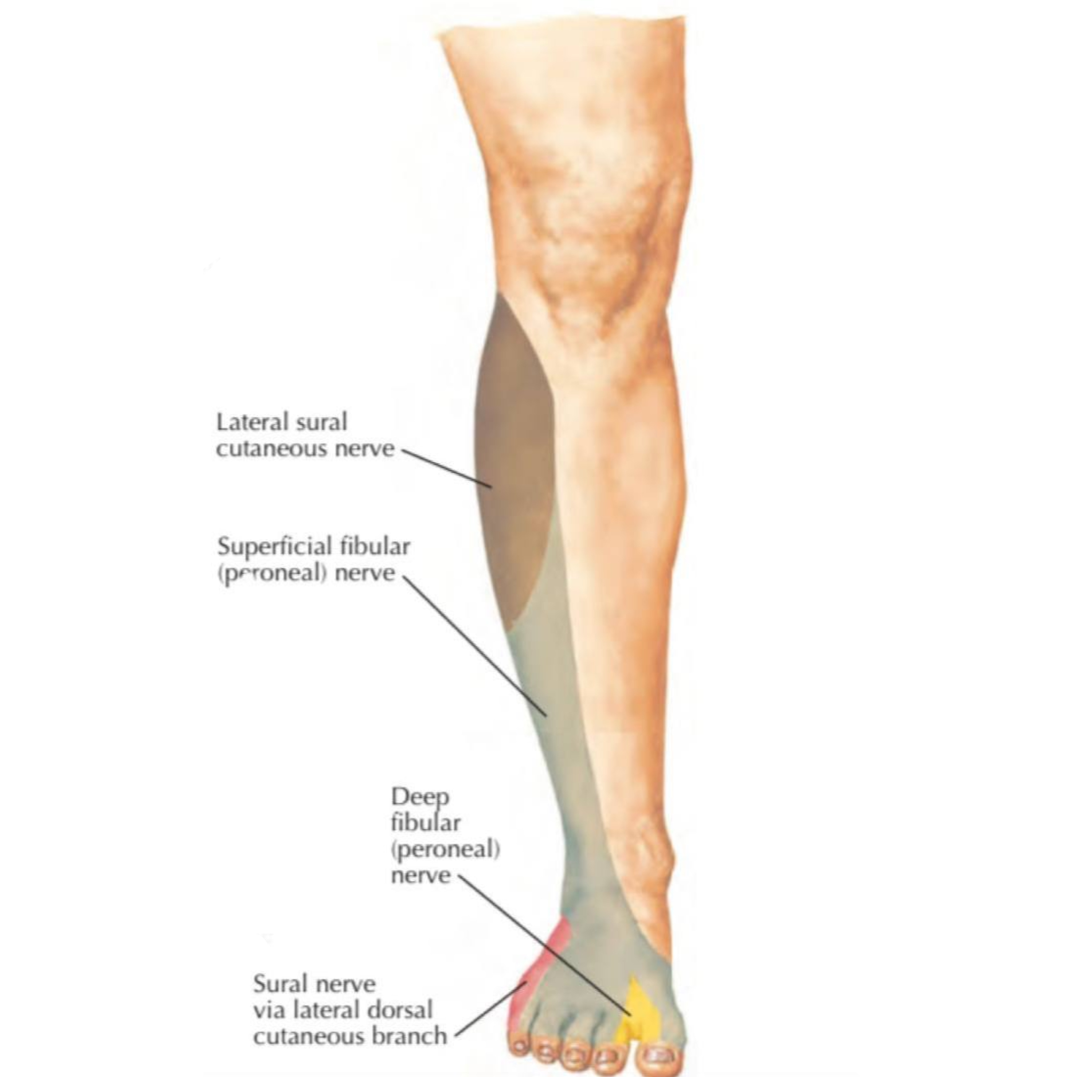 Cutaneous Innervation Of The Lower Limb