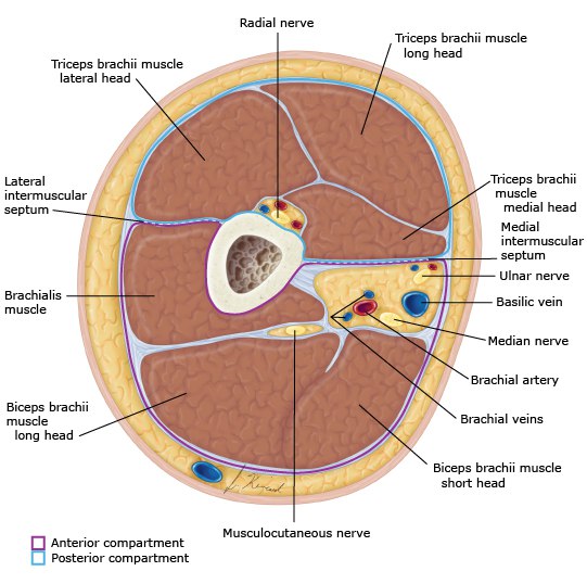 Deep fascia anterior and posterior compartment of arm