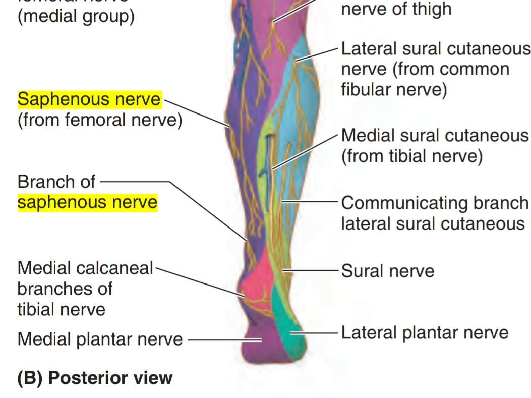 Saphenous nerve