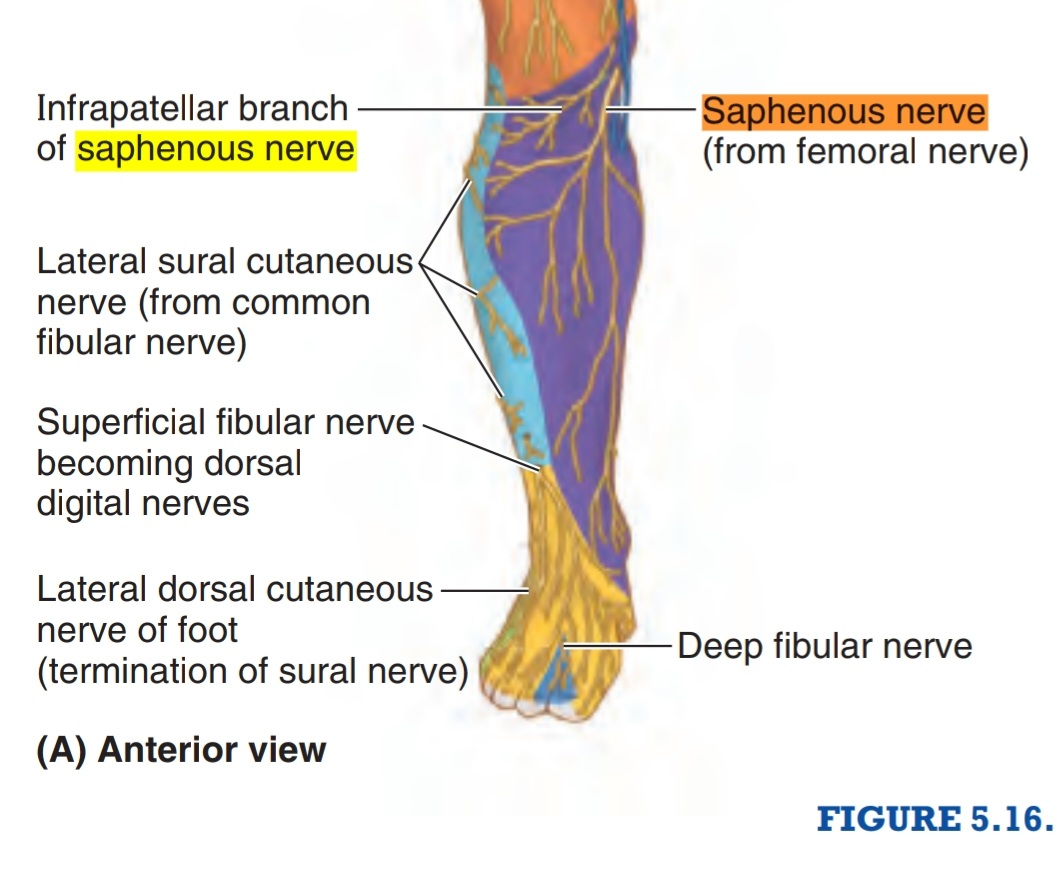 Saphenous nerve