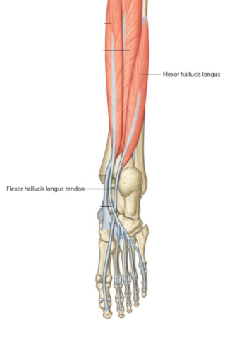 Structures That Pass Behind Medial Malleolus Below Flexor Retinaculum