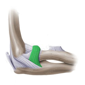 Proximal Radioulnar Joint