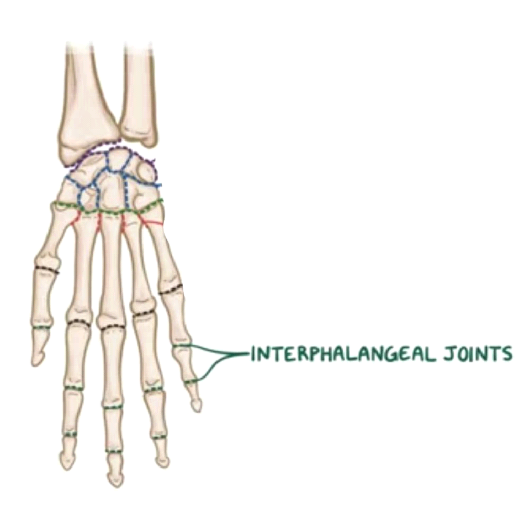 interphalangeal joints