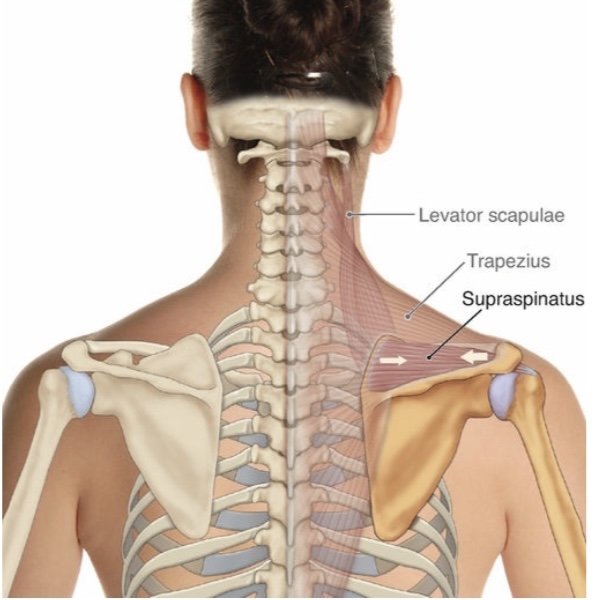 Supraspinatus