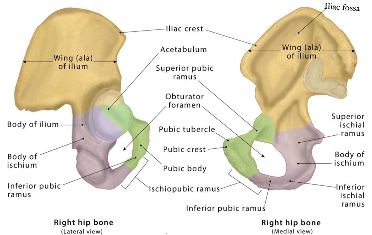 Sciatic Foramina 2159