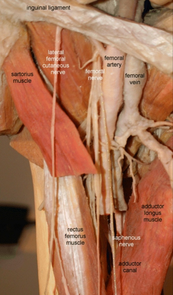 Saphenous Nerve 1548