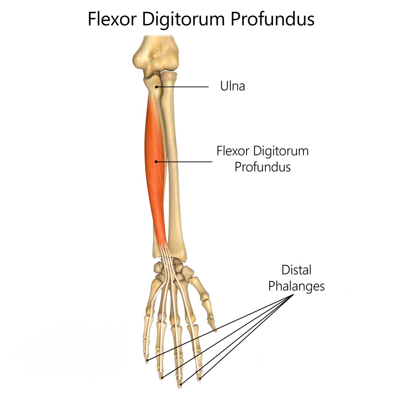 Flexor Digitorum Longus Origin And Insertion