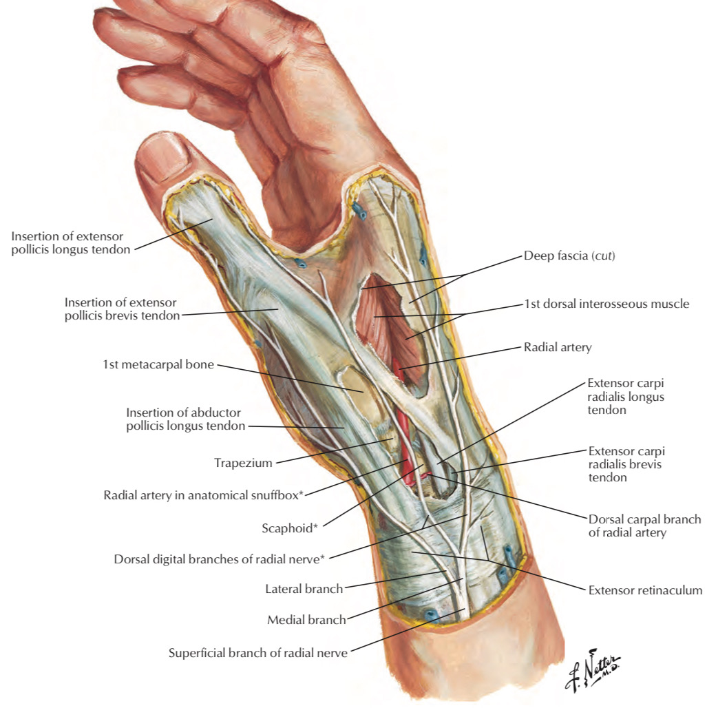 Anatomical Snuffbox Anatomical Snuffbox
