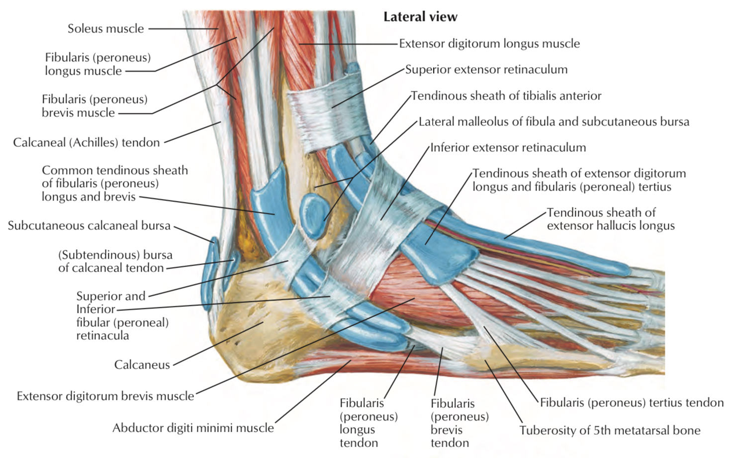 Fibularis Longus Tendon