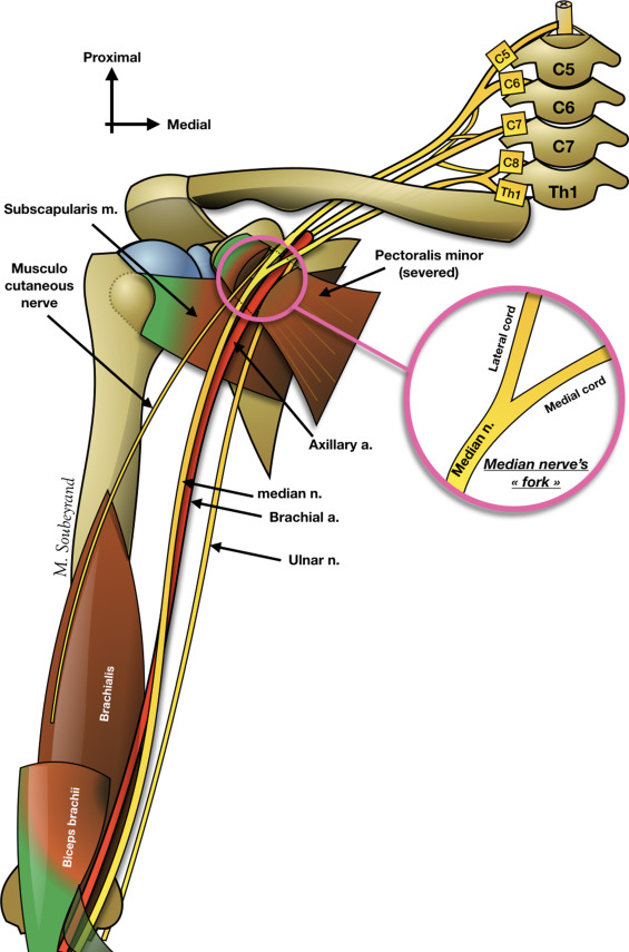 Palmaris Longus