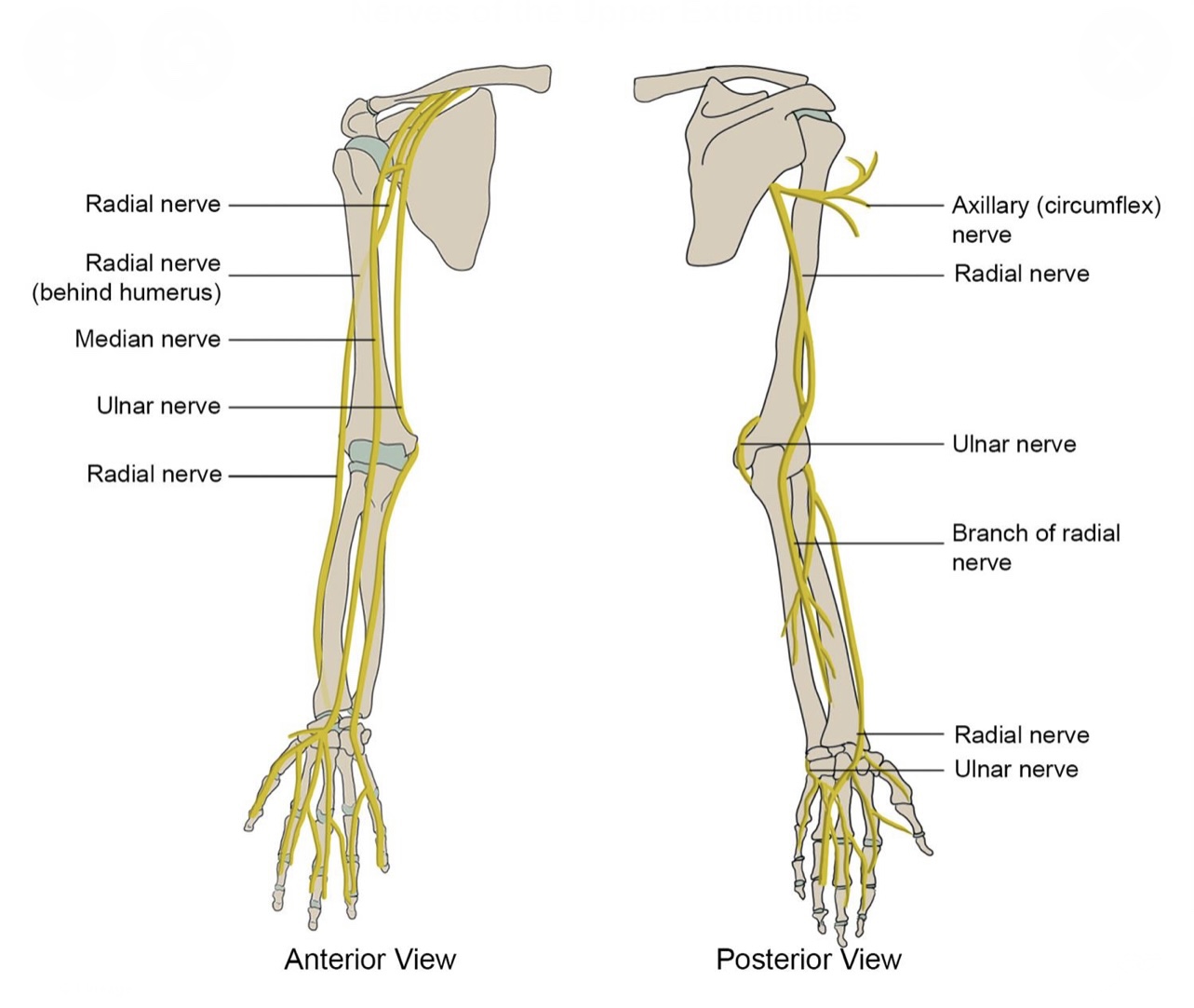 Humerus