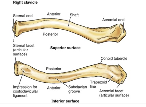 The clavicle