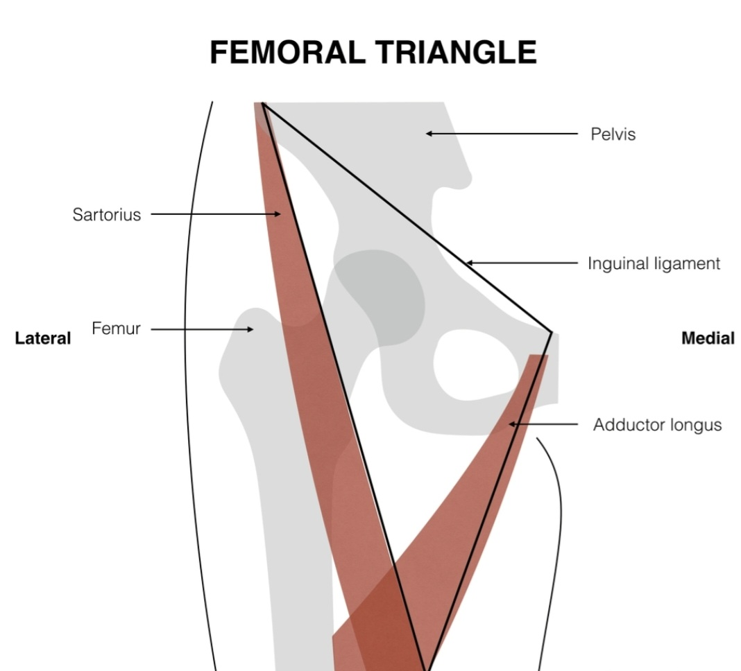 Femoral triangle