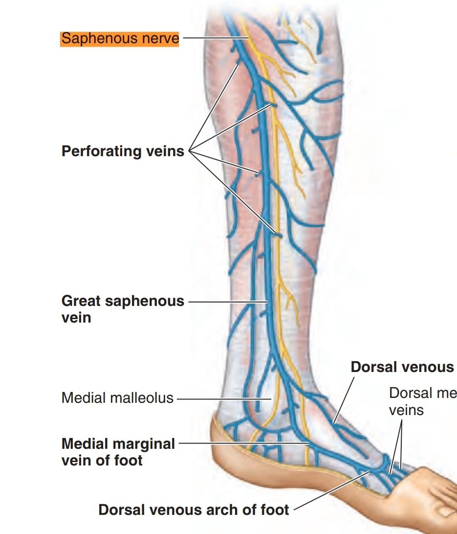 Saphenous Nerve 9615