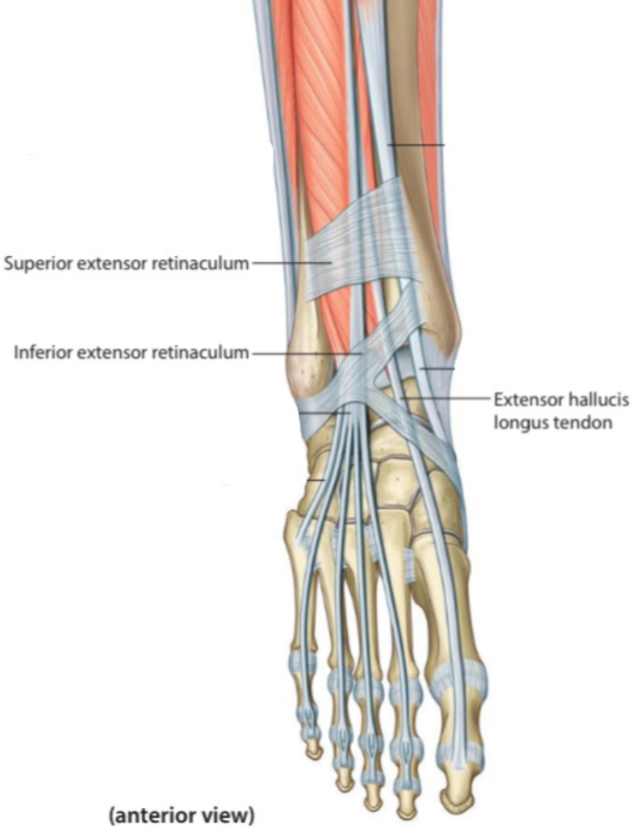 THE STRUCTURES THAT PASS BENEATH THE EXTENSOR RETINACULUM