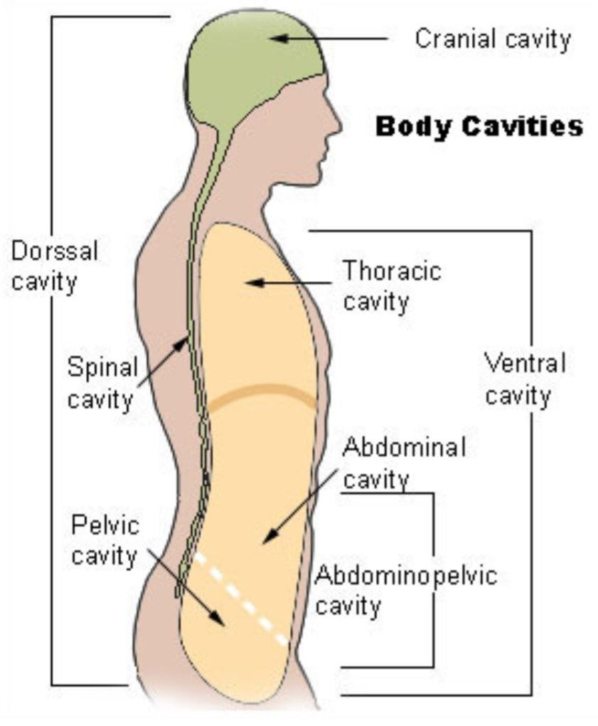 Femoral triangle