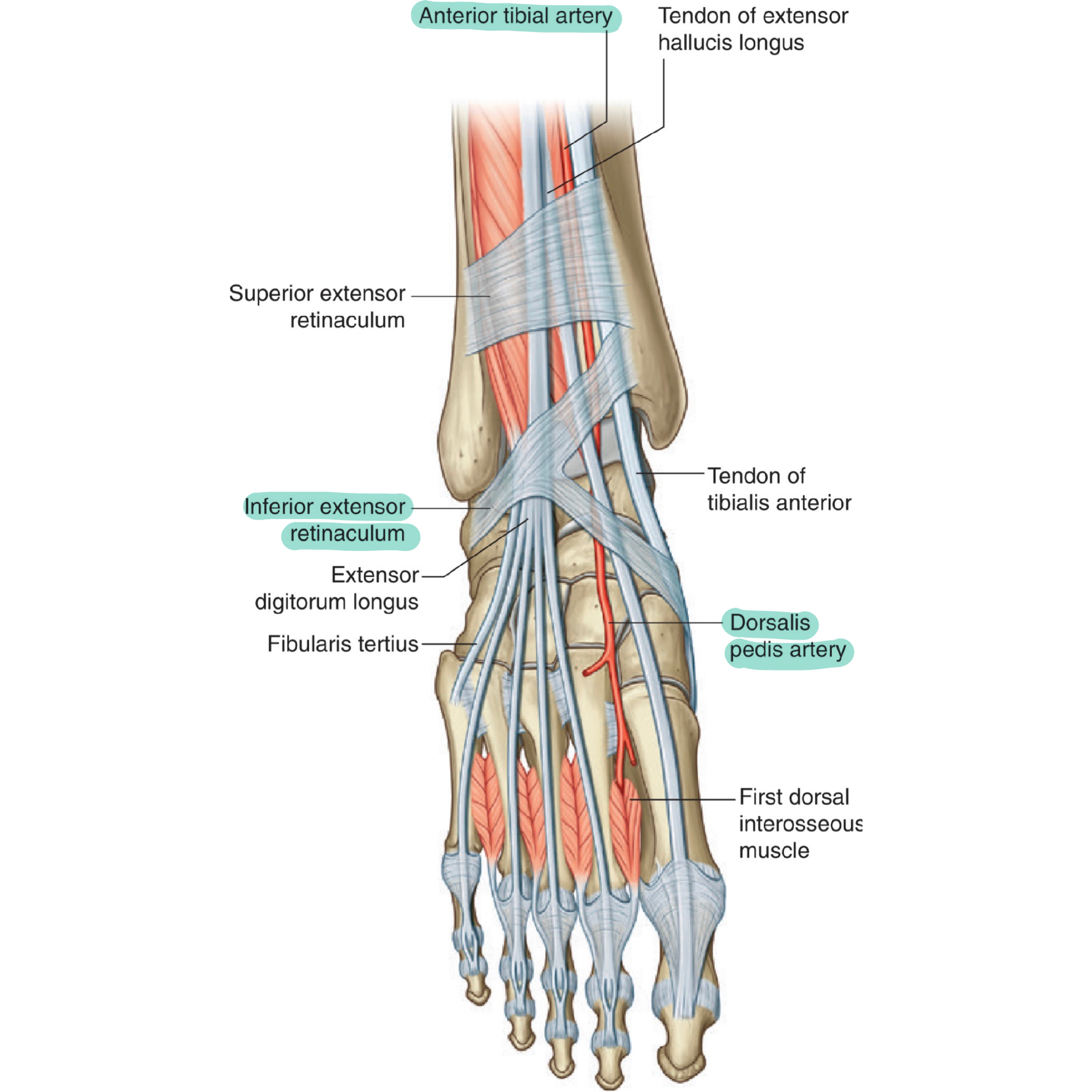 Dorsalis Pedis Artery Is A Branch Of Anterior Tibial