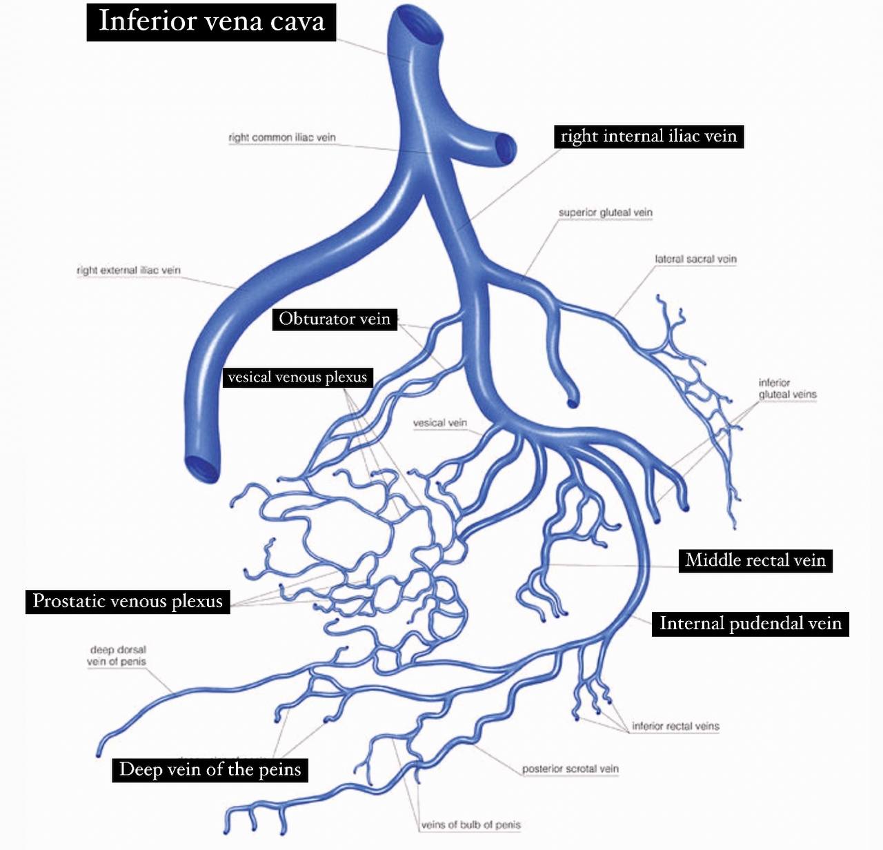 Obturator vein