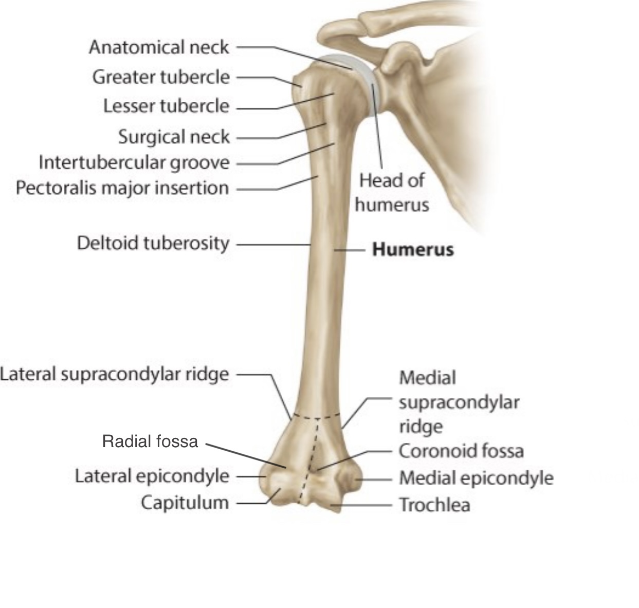 Humerus