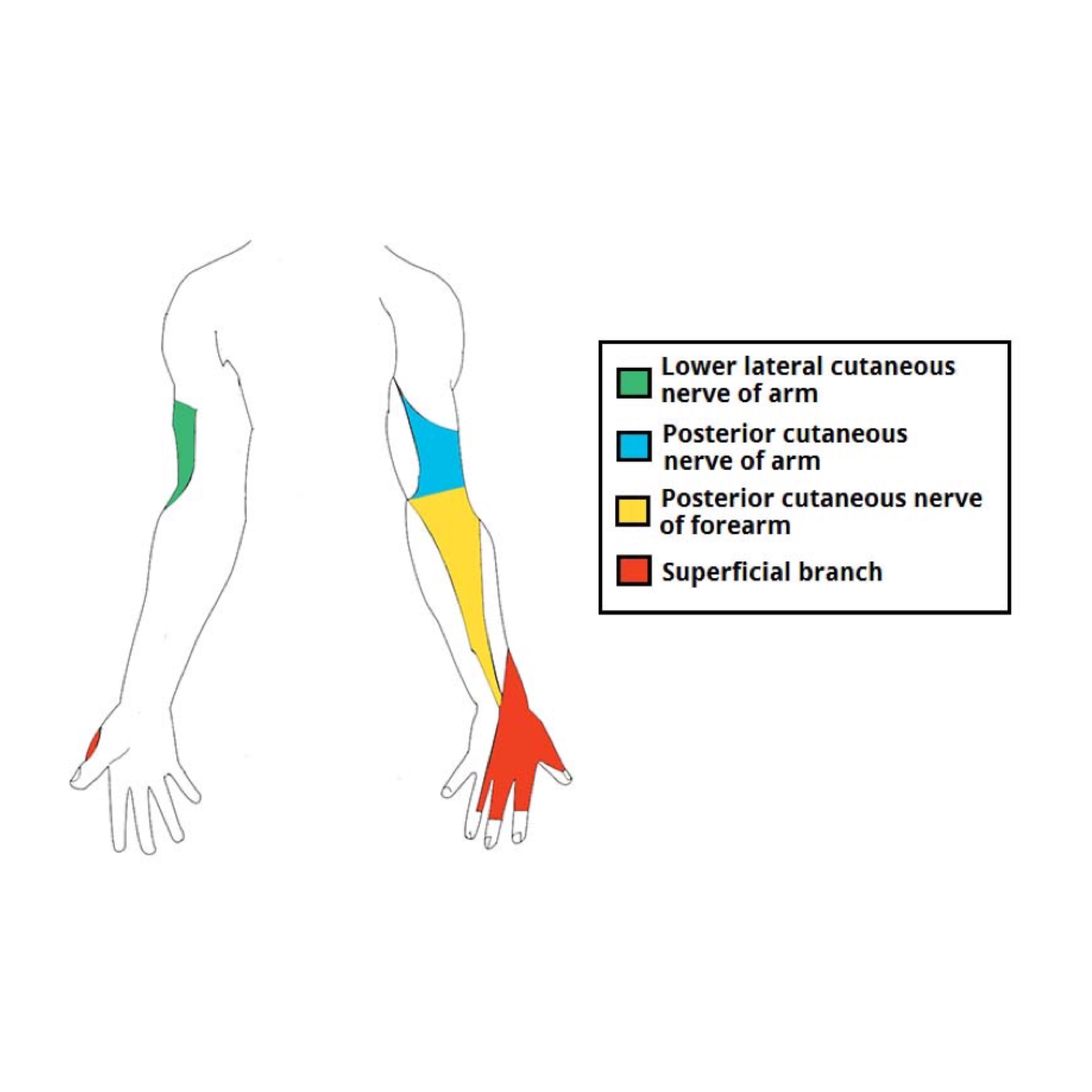 Radial nerve