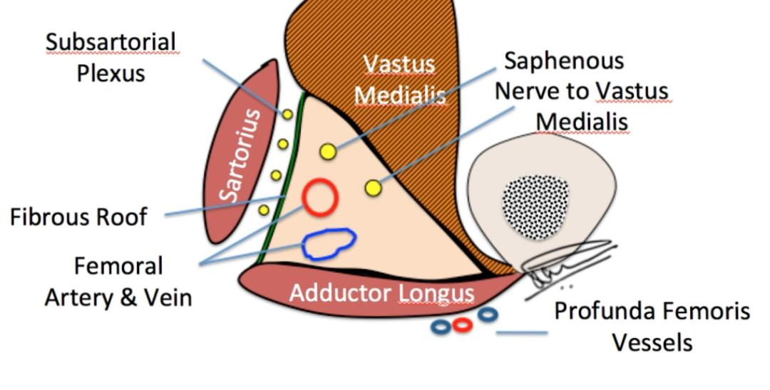 Saphenous Nerve 8170