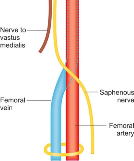 Saphenous Nerve 5366