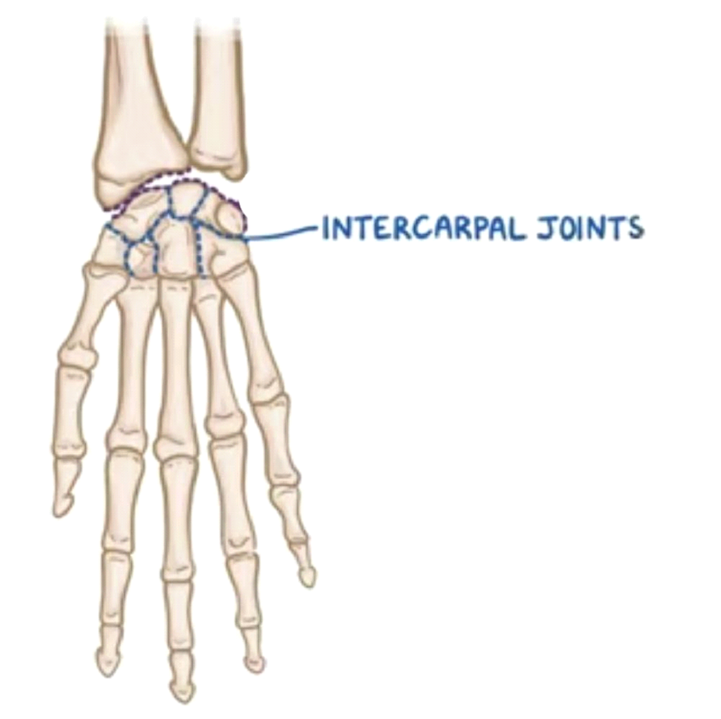 midcarpal joint