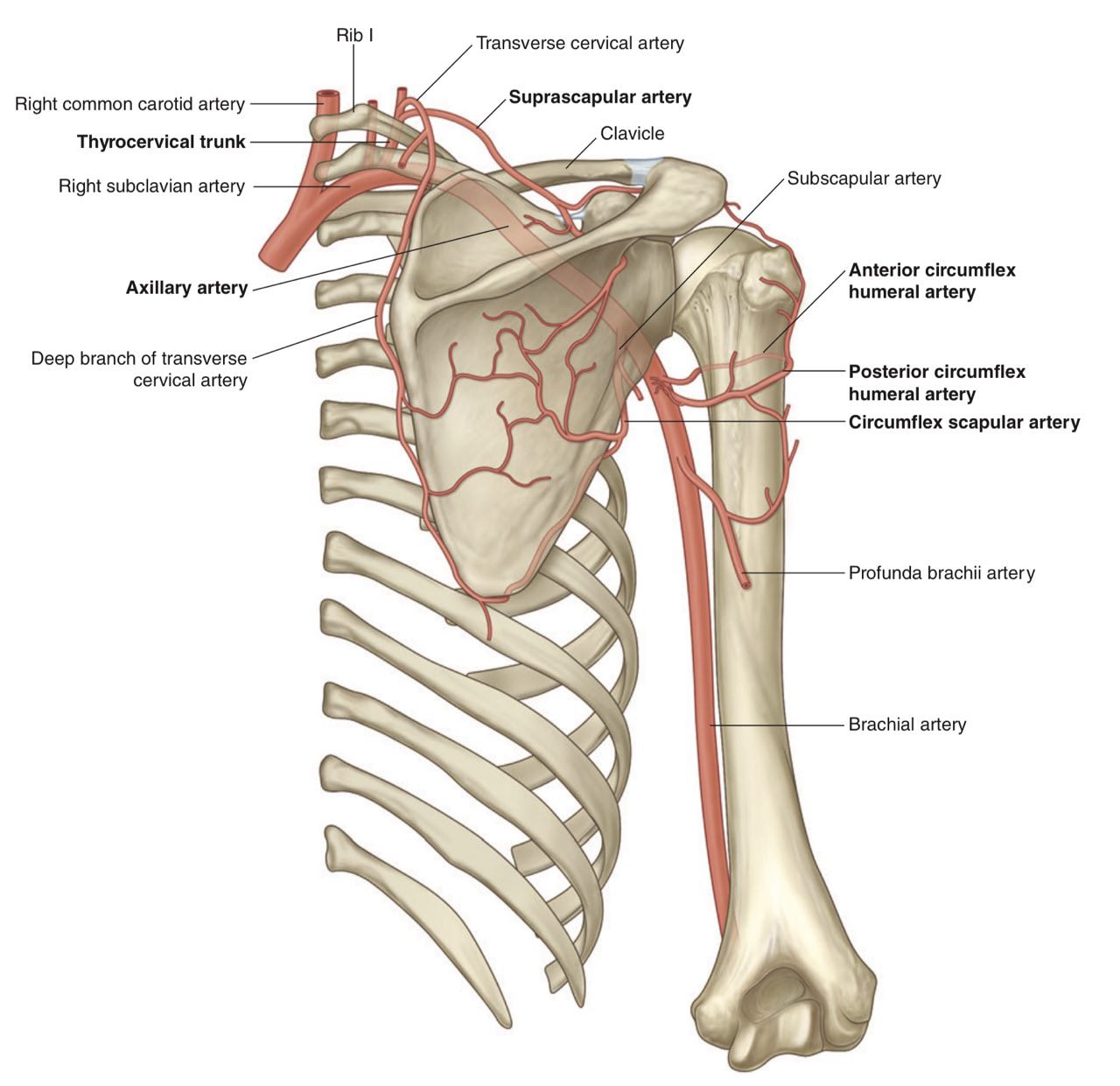 The brachial artery