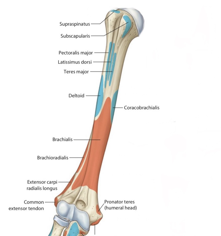 Humerus