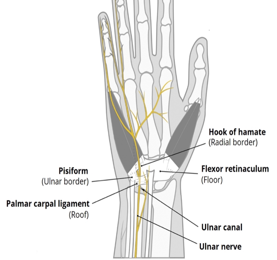 Ulnar (Guyonś) Canal