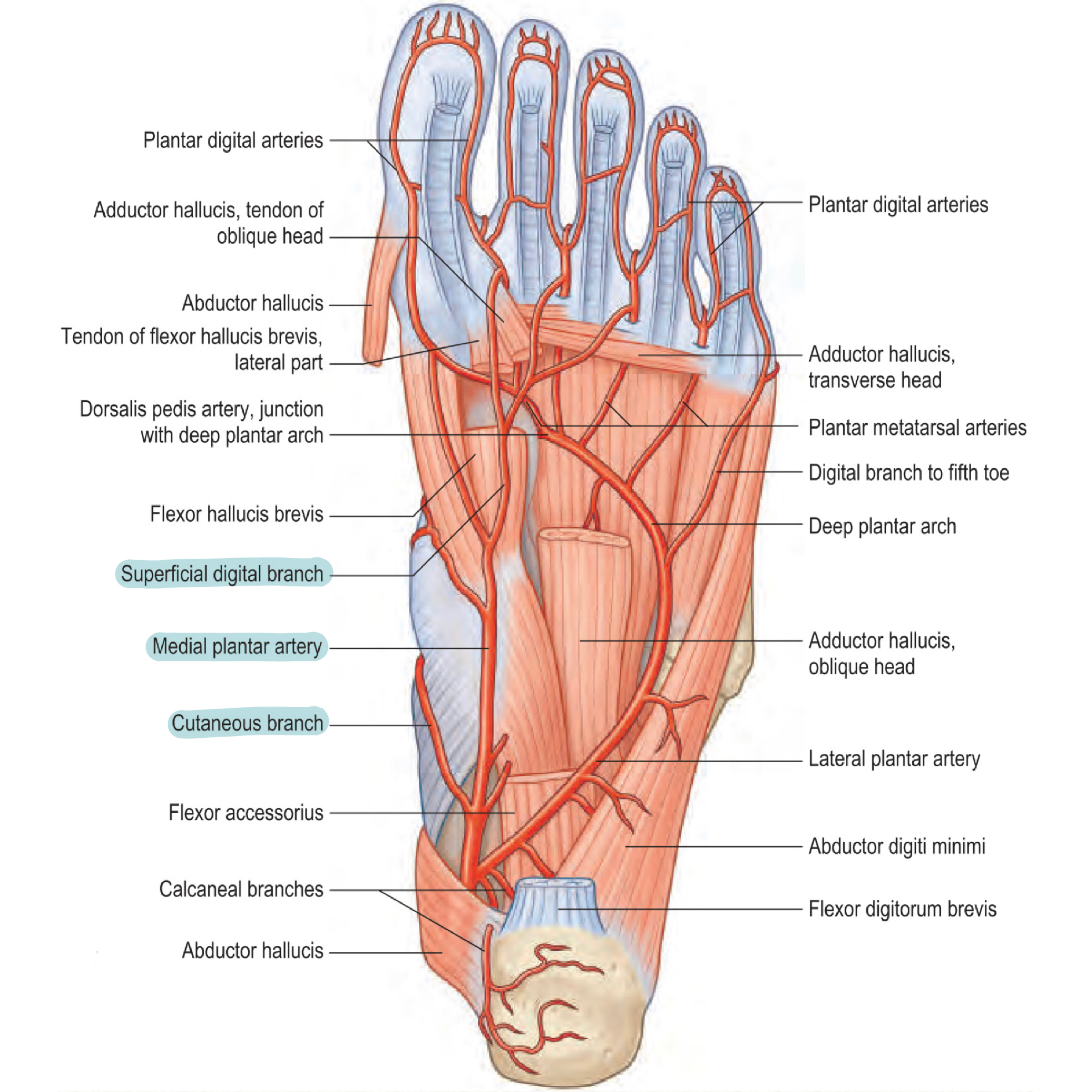 medial-plantar-artery