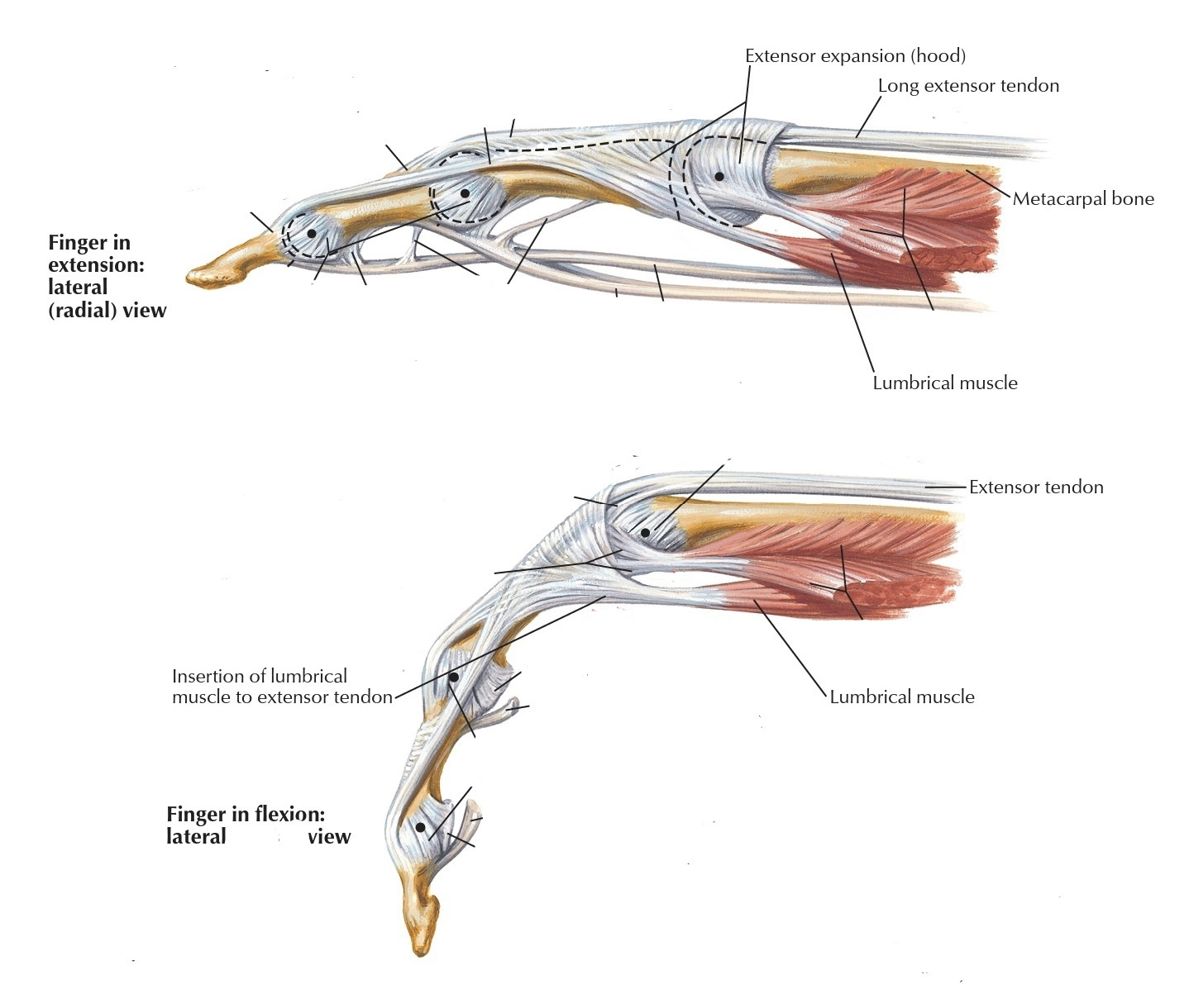 Lumbrical Manus Muscles