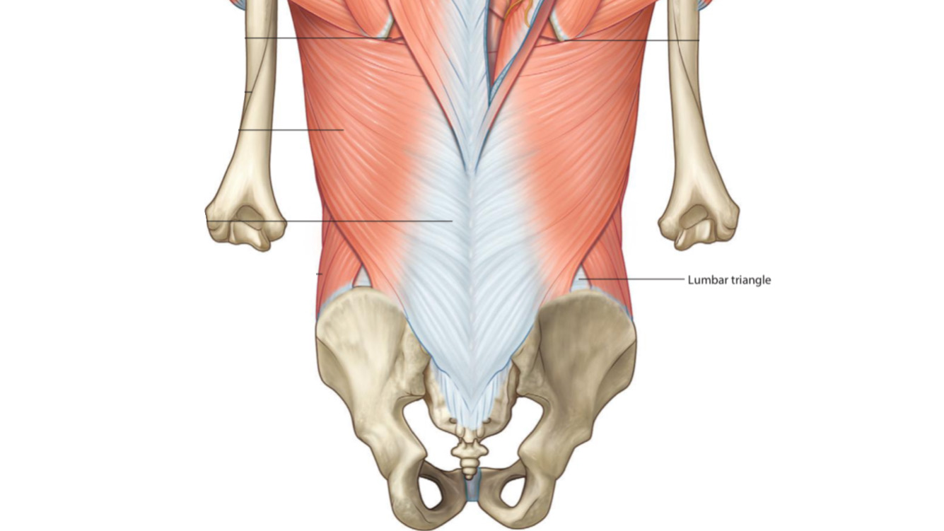 Lumbar triangle