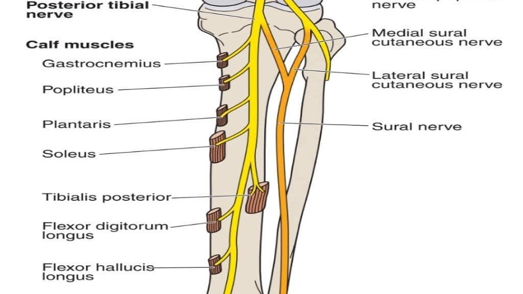 The posterior tibial nerve