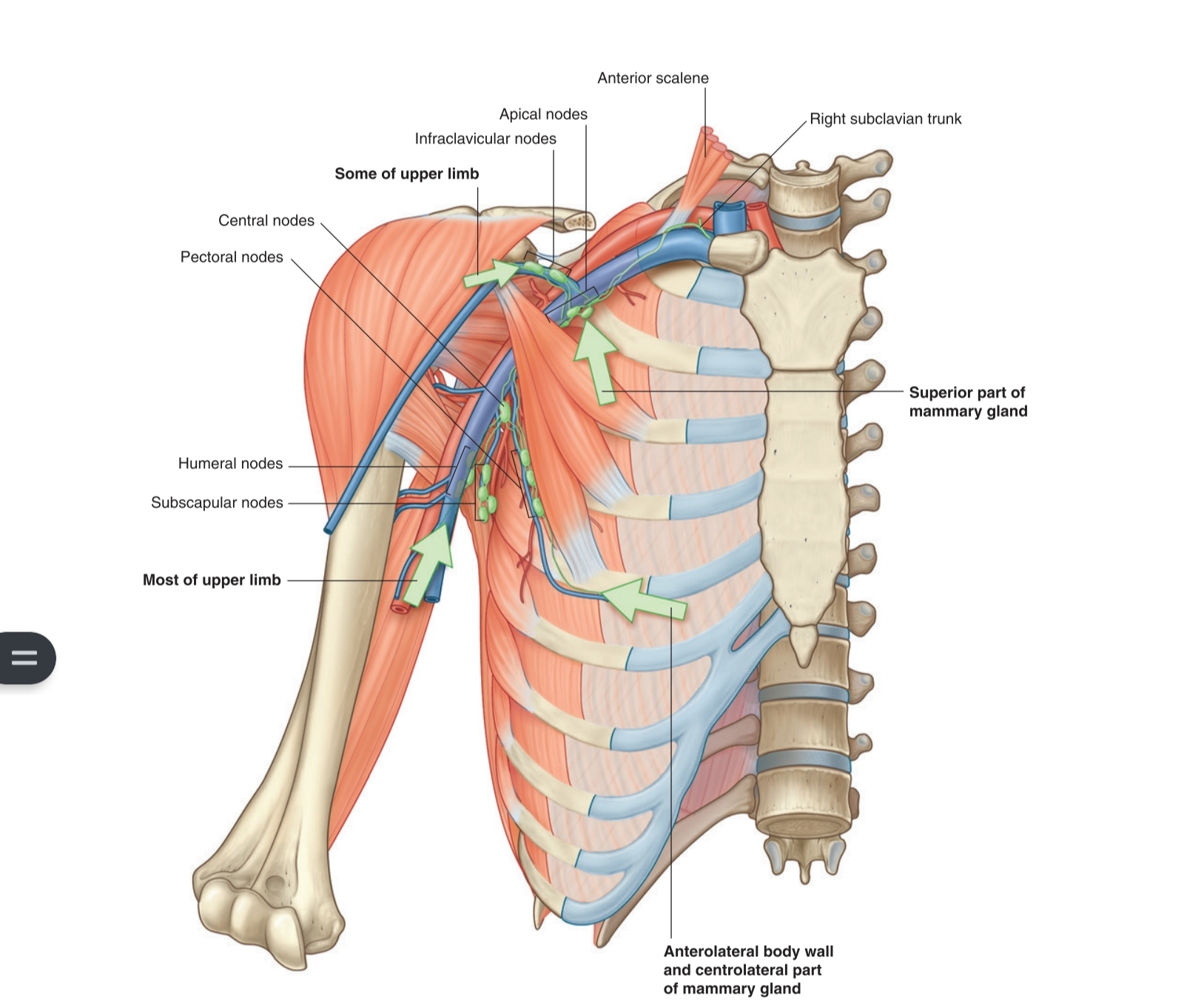 axillary-region