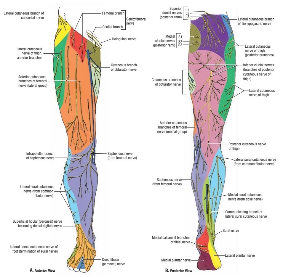 Cutaneous Innervation Of The Lower Limb