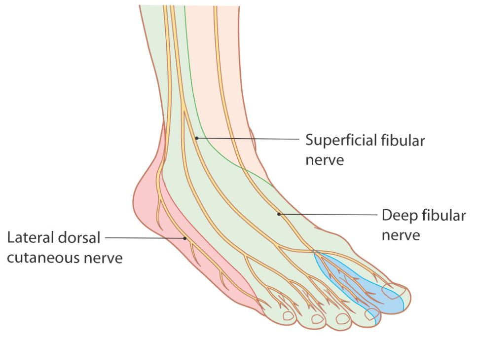 SURAL NERVE