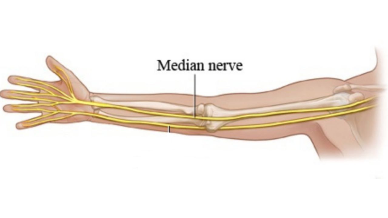 Median nerve