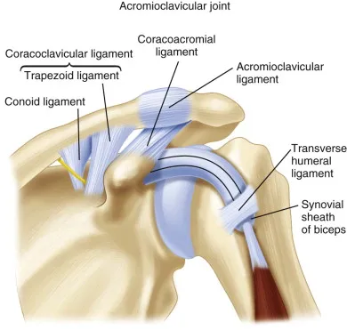 Glenohumeral Joint (GH) (Shoulder Joint)