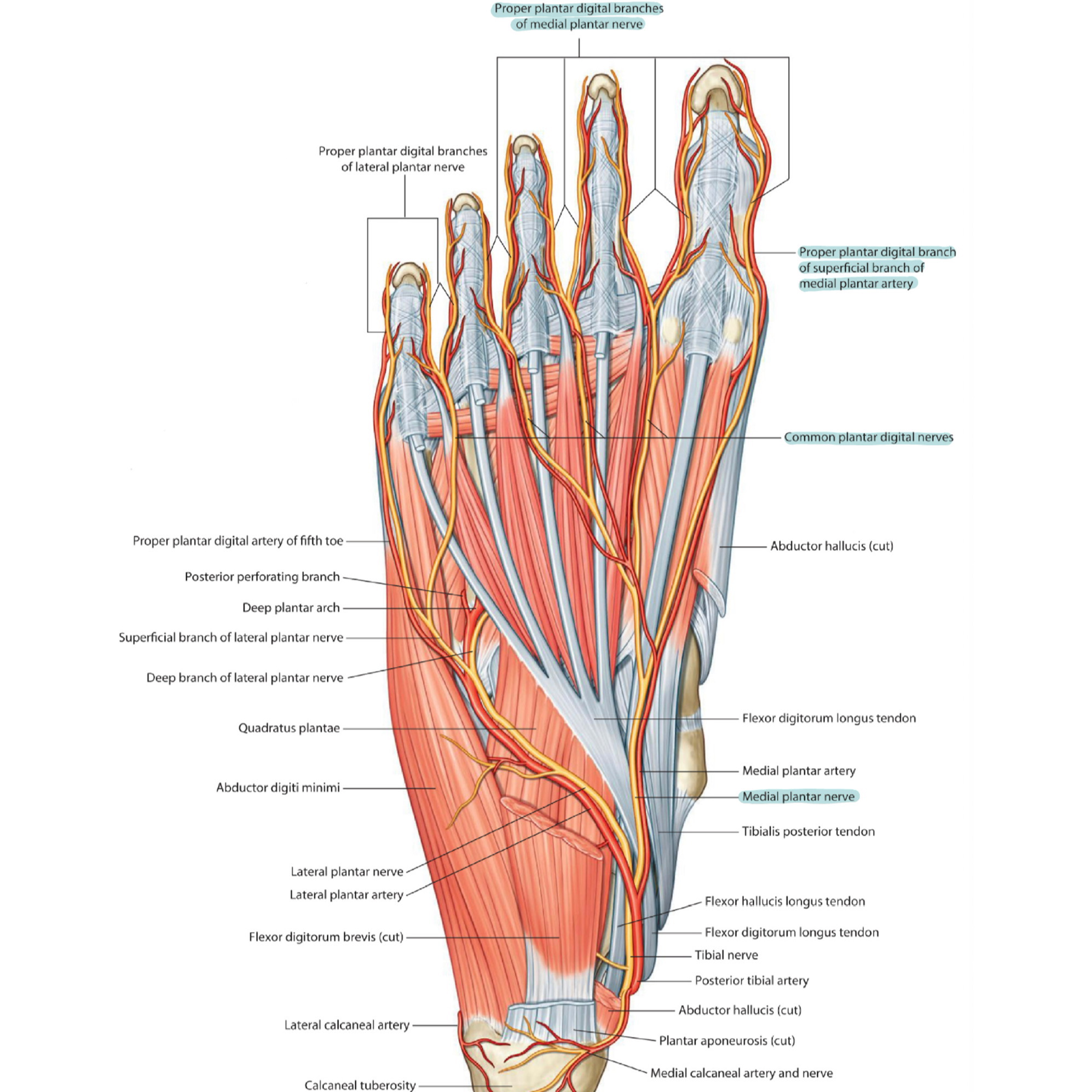 Medial plantar nerve