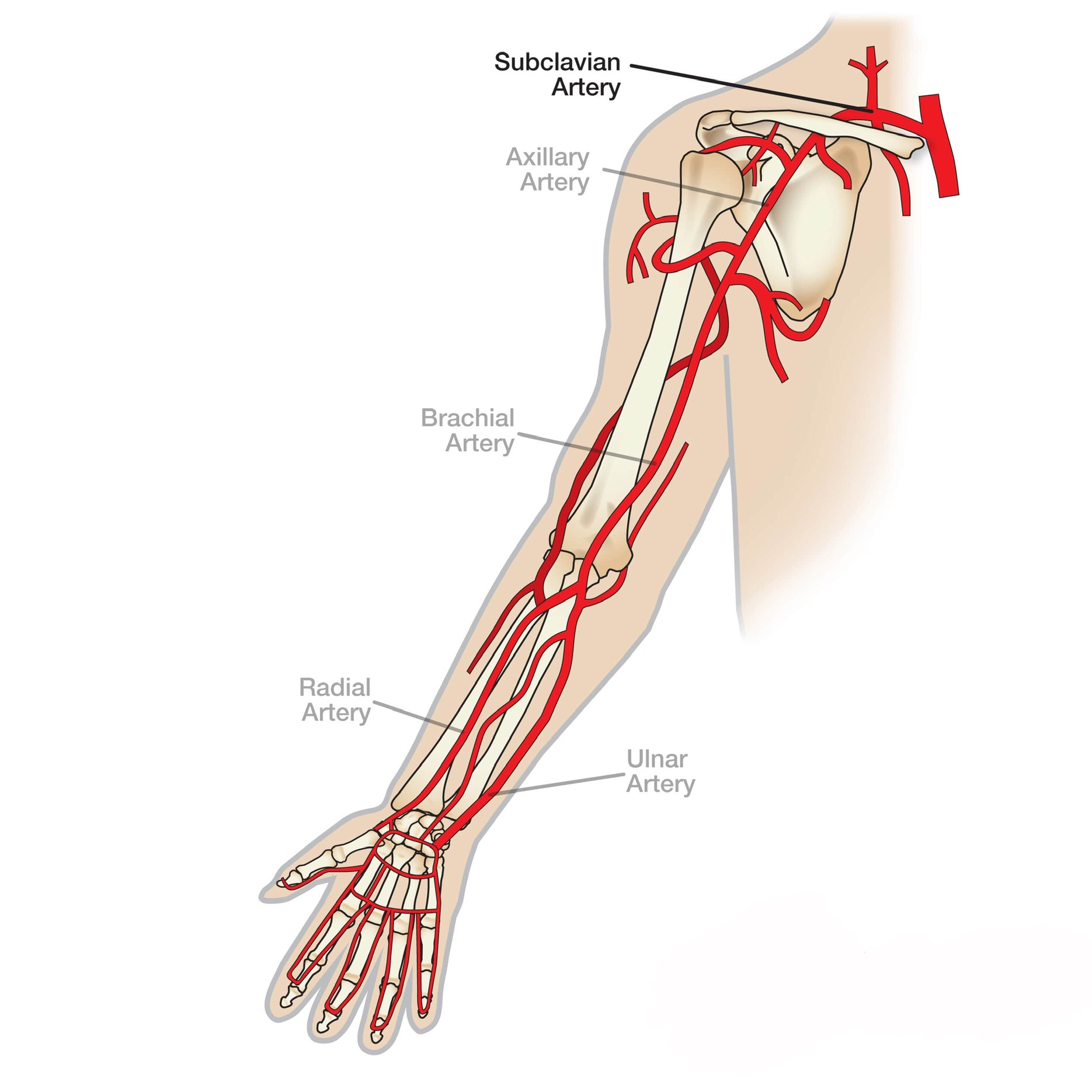 flexor digitorum profundus and superficialis