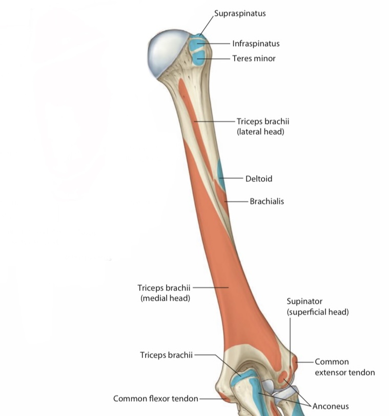 Humerus