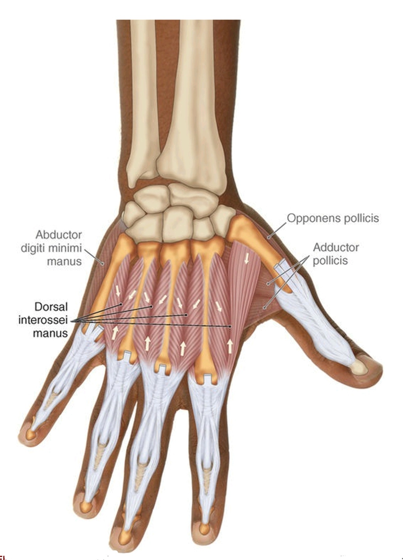 Dorsal interossei manus muscles