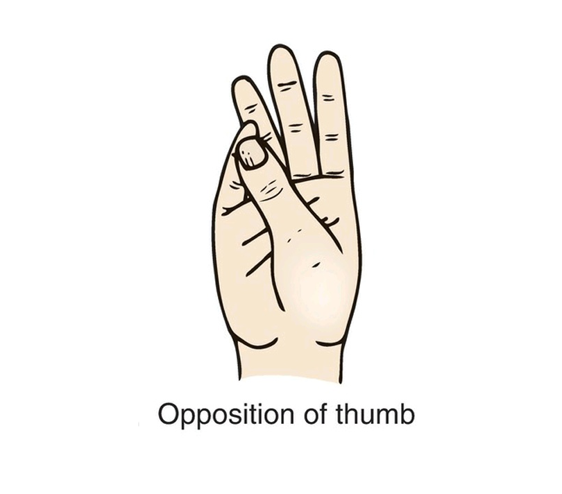 thumb opposition