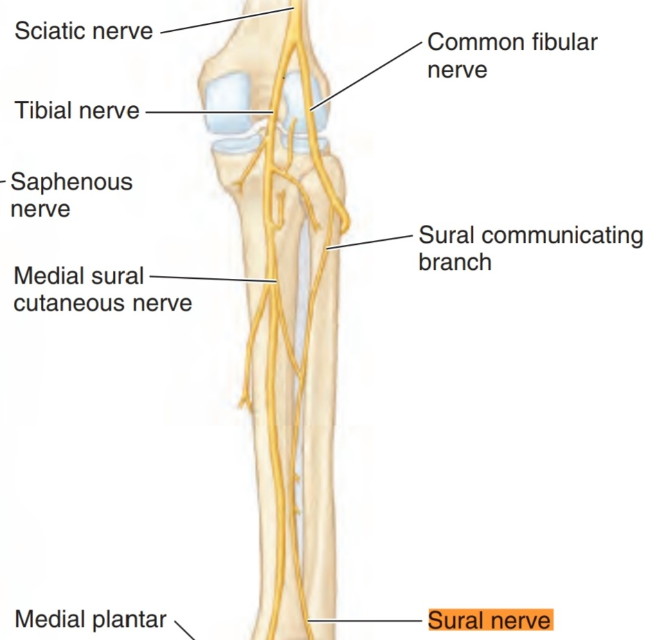 SURAL NERVE