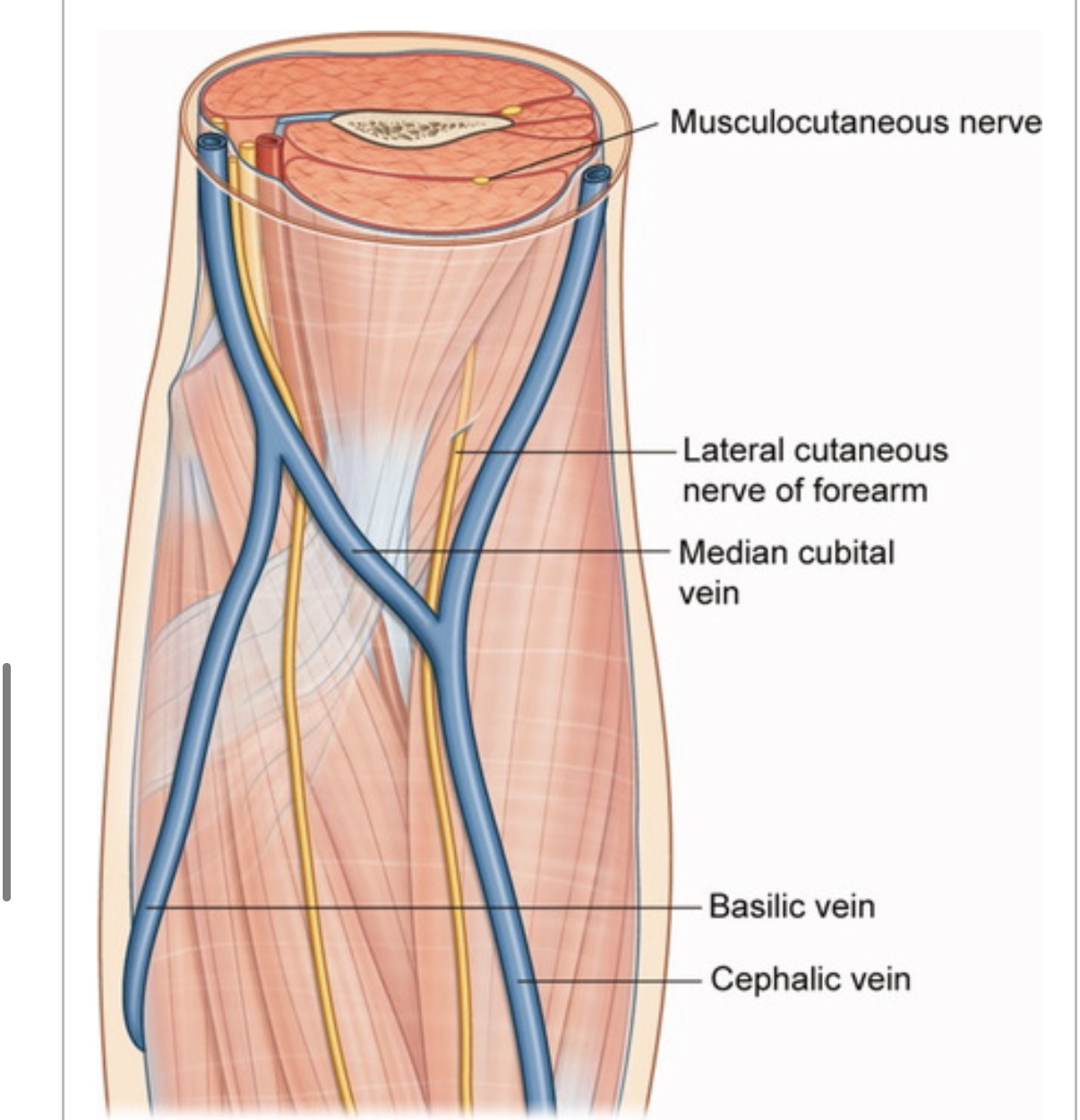 Musculocutaneous Nerve